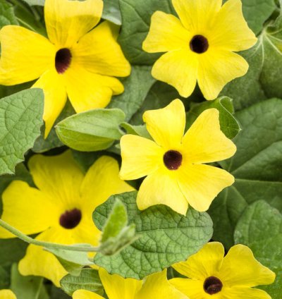 Lemon A Peel Black Eyed Susan Vine
