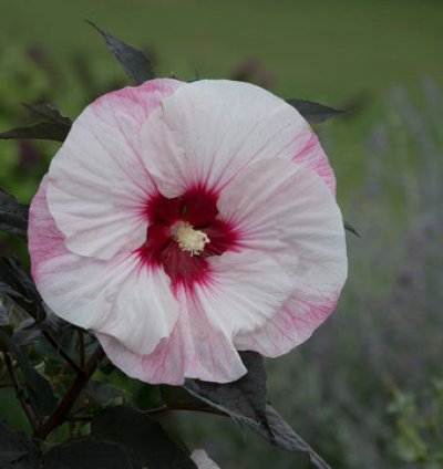 Summerific Perfect Storm Hibiscus