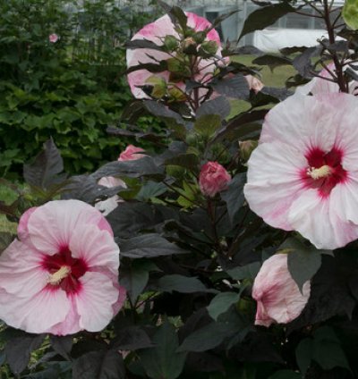 Summerific Perfect Storm Hibiscus
