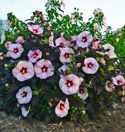 Summerific Perfect Storm Hibiscus