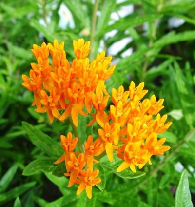 Butterfly Milkweed