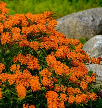 Butterfly Milkweed