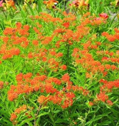 Butterfly Milkweed