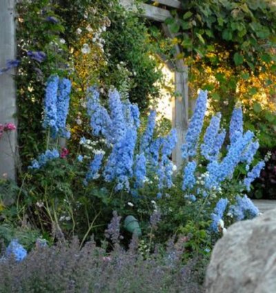 Blue Lace Bee Delphinium