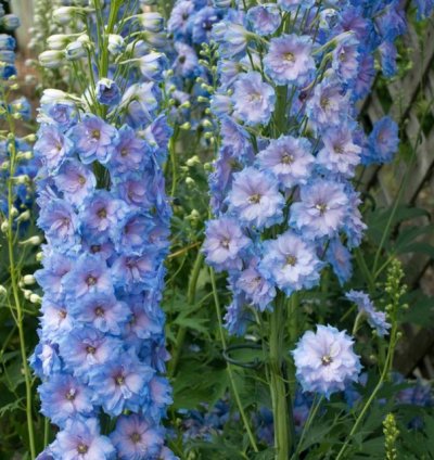 Blue Lace Bee Delphinium