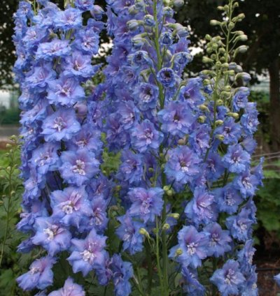 Blue Lace Bee Delphinium