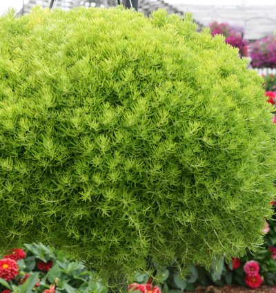 Lemon Coral Sedum