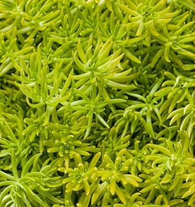 Lemon Coral Sedum