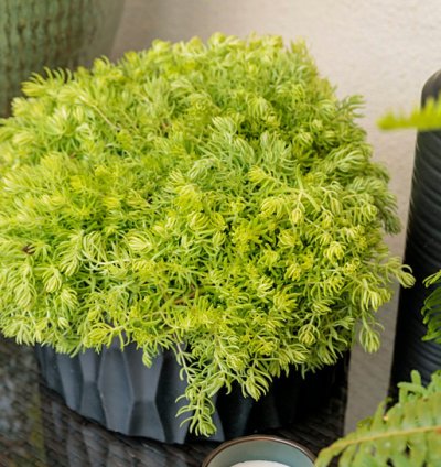 Lemon Coral Sedum