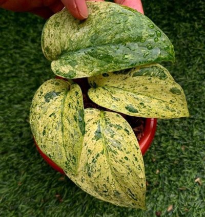 tes Plants