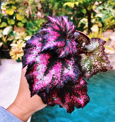 Begonia ‘Harmony’s Cherry Bomb’ hot pink Variegated Live House Plant Potted 4” terrarium vivarium