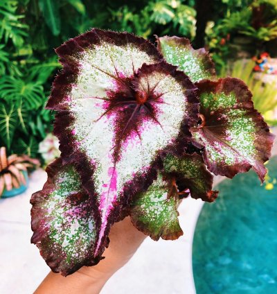 Beautiful Rex Begonia New Harmony Hybrid