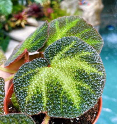 Begonia Soli Mutata Variegated Live House Plant Potted 4 terrarium