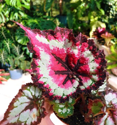 Rex Begonia ‘Harmony’s Dance of Dragons’ Variegated