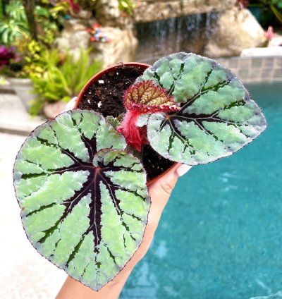Rex Begonia Mint Velvet Live House Plant Potted