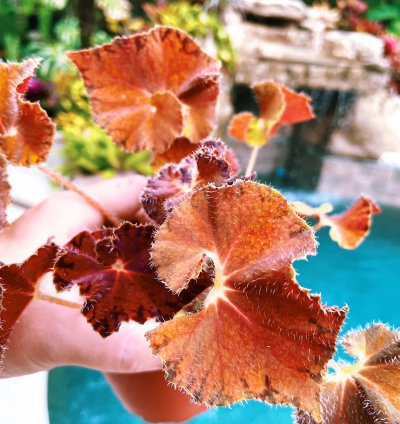 Rex Begonia Peter Piper Live House Plant Potted 4 pot
