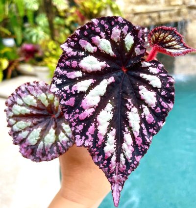 Rex Begonia Fireworks House Plant Potted 4 pot