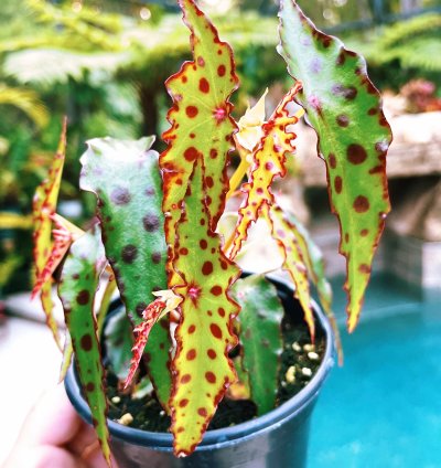 Begonia Amphioxus Red Polka Dot Live House Plant Potted terrarium