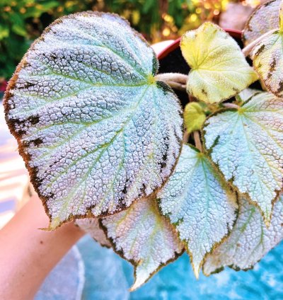 Rex Begonia ‘Silver Jewel House Plant Potted 4