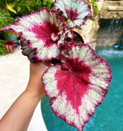 Rex Begonia Harmonys Very Raspberry House Plant Potted 4