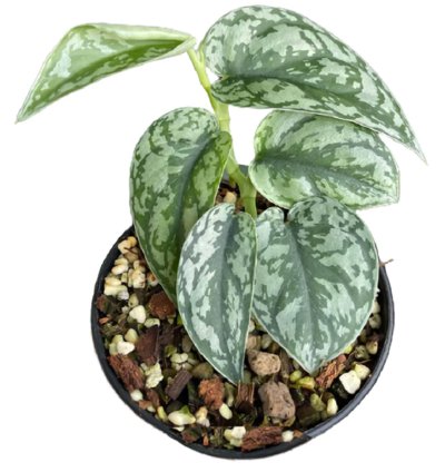 Scindapsus silver lady plant