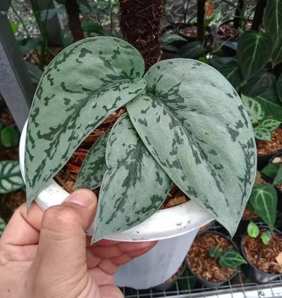Scindapsus silver lady plant