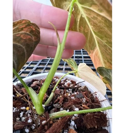 Philodendron Melanochrysum Orange Variegated – Rooted Node Cutting (1 Leaf)
