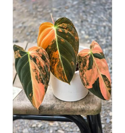Philodendron Melanochrysum Orange Variegated – Rooted Node Cutting (1 Leaf)