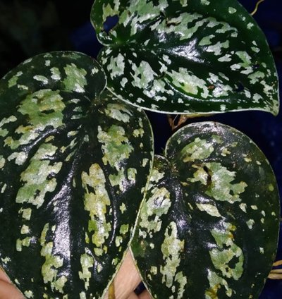 Scindapsus Tricolor Borneo plant