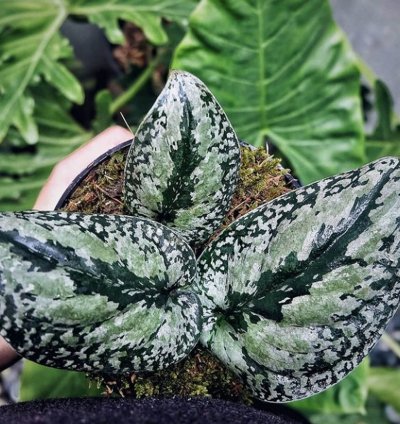 Scindapsus Tricolor Borneo plant