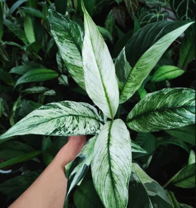 Spathiphyllum Peace Lily Variegated plant