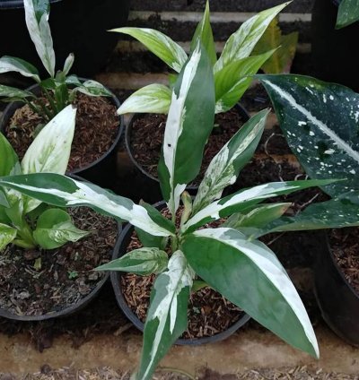 Spathiphyllum Peace Lily Variegated plant
