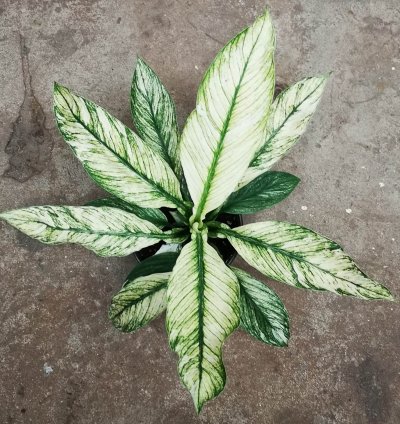 Spathiphyllum Peace Lily Variegated plant