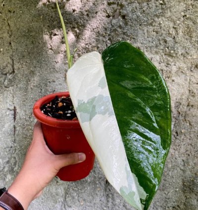 Syngonium Chiapense Variegated plant