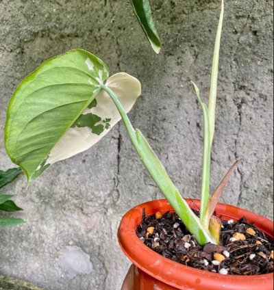 Syngonium Chiapense Variegated plant