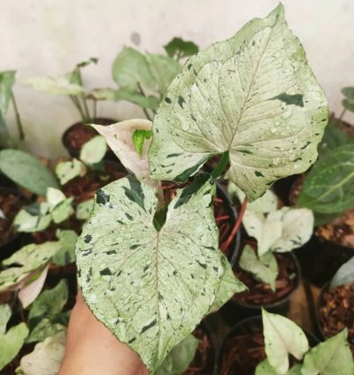 Syngonium Green Splash plant