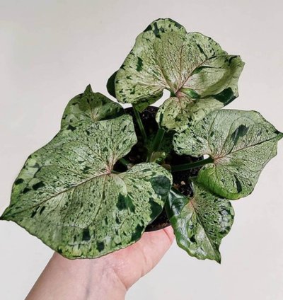 Syngonium Green Splash plant