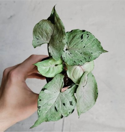 Syngonium Green Splash plant