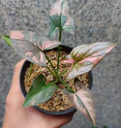 Syngonium Pink Splash plant