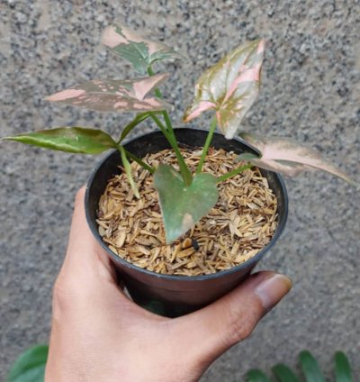 Syngonium Pink Splash plant
