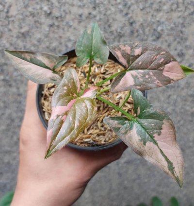 Syngonium Pink Splash plant