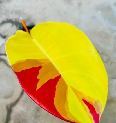 Philodendron Red Moon Variegated – Rooted Node Cutting (1 Leaf)