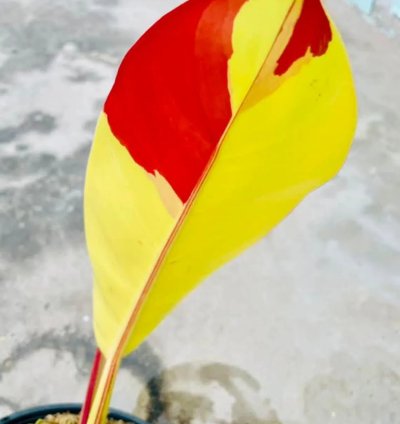 Philodendron Red Moon Variegated – Rooted Node Cutting (1 Leaf)