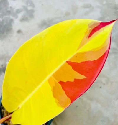 Philodendron Red Moon Variegated – Rooted Node Cutting (1 Leaf)
