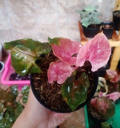 Syngonium strawberry Ice Ori plant