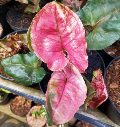 Syngonium strawberry Ice Ori plant