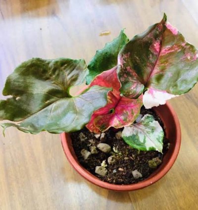 Syngonium strawberry Ice Ori plant