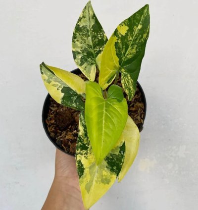 Syngonium Yellow Aurea plant