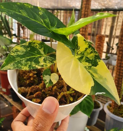 Syngonium Yellow Aurea plant