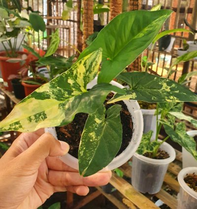 Syngonium Yellow Aurea plant